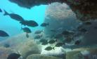 Parque Nacional Marinho das Ilhas dos Currais