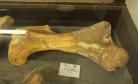 Museu de Ciências Naturais de Guarapuava