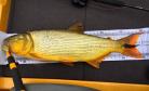 Pesca Esportiva