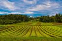 Campo