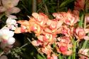 Orquidário Arte Flores