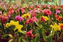 Orquídeas