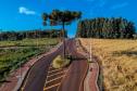 Pinheiro do Tocantins