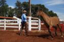 Cavalo