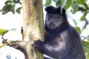 Macaco