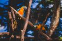 Nova Prata do Iguaçu