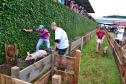 Olimpíada Rural - Corrida do Porco