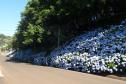 Estrada com Flores