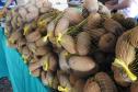 Feira do Kiwi Amarelo