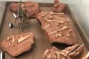 Museu de Paleontologia