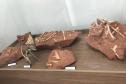 Museu de Paleontologia