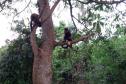 Planeta dos Macacos