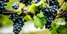 Série Inverno no Paraná - Vinhos