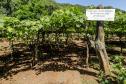 Série Inverno no Paraná - Vinhos