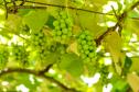Série Inverno no Paraná - Vinhos