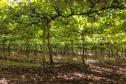 Série Inverno no Paraná - Vinhos