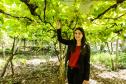 Série Inverno no Paraná - Vinhos