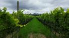 Série Inverno no Paraná - Vinhos