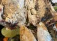 série inverno - gastronomia caiçara