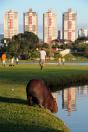 Paraná foi o terceiro portão de entrada de turistas estrangeiros em maio no País