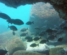 Parque Nacional Marinho das Ilhas dos Currais