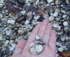 Conchas encontradas nos sambaquis