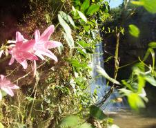 Cachoeira das Andorinhas