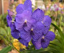 Orquidário Raio de Sol