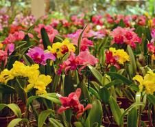 Orquídeas