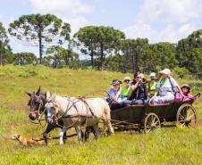 Caminho da Erva Mate