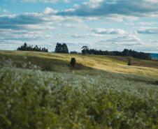 Paisagem Rural