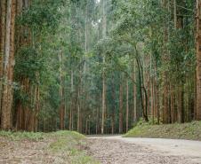 Estrada em meio as árvores