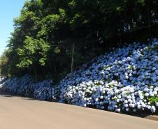 Estrada com Flores