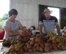 Feira do Kiwi Amarelo