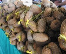 Feira do Kiwi Amarelo