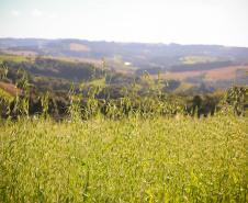 Mariópolis