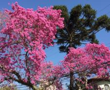 Campos de flores no Paraná encantam turistas