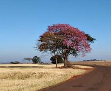 Paisagem Rural