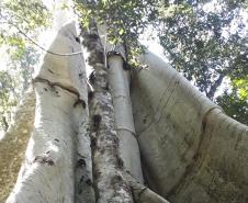 Figueira gigante