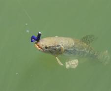 Pesca esportiva na Represa do Baixo Iguaçu incentiva turismo náutico no Paraná