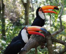 Parque das Aves - Foto divulgação(1)