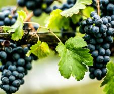 Série Inverno no Paraná - Vinhos