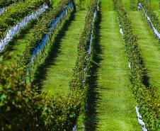 Série Inverno no Paraná - Vinhos
