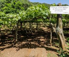 Série Inverno no Paraná - Vinhos