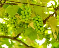 Série Inverno no Paraná - Vinhos