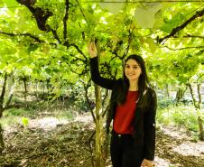 Série Inverno no Paraná - Vinhos