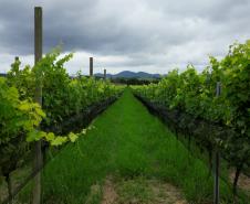 Série Inverno no Paraná - Vinhos