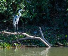Fotos Guaíra