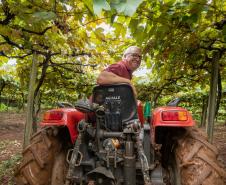 Capital do Vinho do Paraná, Bituruna é destaque em roteiro nacional de enoturismo