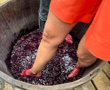 Capital do Vinho do Paraná, Bituruna é destaque em roteiro nacional de enoturismo